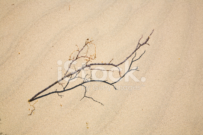 660x440 Dried Fine Peace Of Wood In Mesquite Flats Sand Dunes Stock Photos - Sand Dunes Sketch