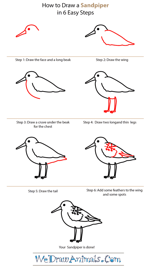 600x1072 How To Draw A Sandpiper - Sandpiper Sketch