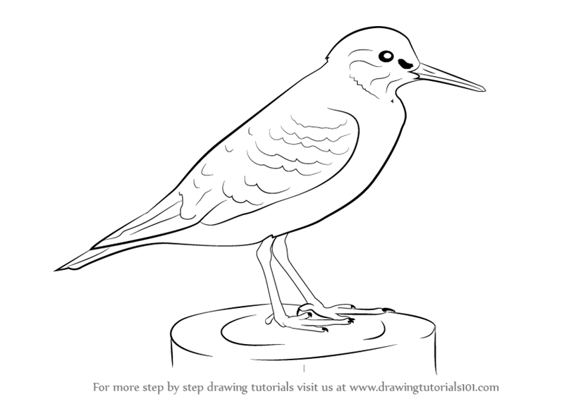 800x566 Learn How To Draw A Common Sandpiper (Birds) Step By Step - Sandpiper Sketch
