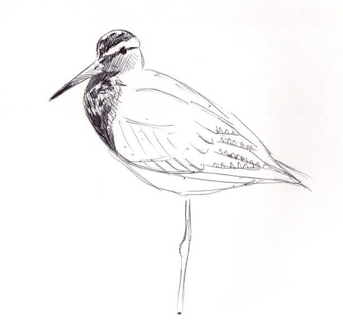 500x482 - Sandpiper Sketch