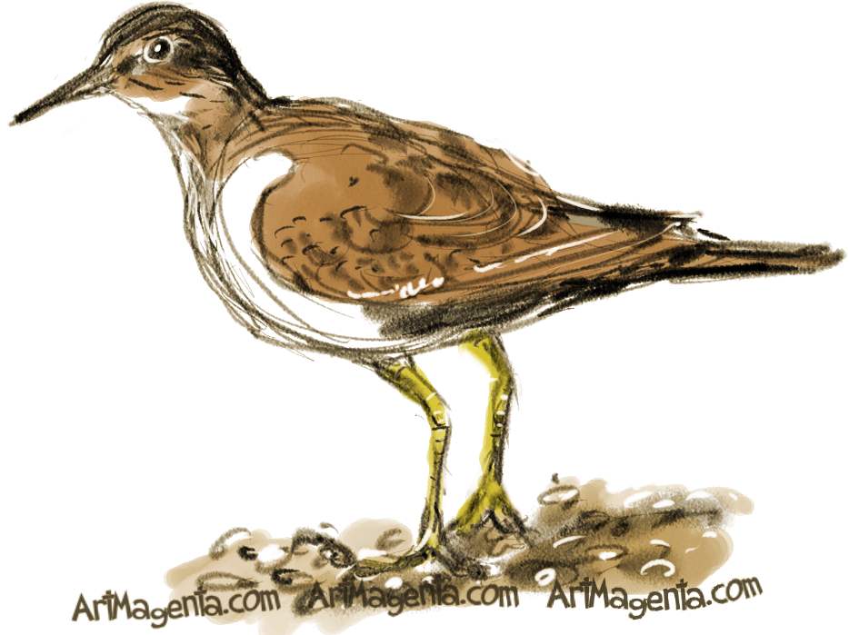 934x699 Birds Common Sandpiper - Sandpiper Sketch