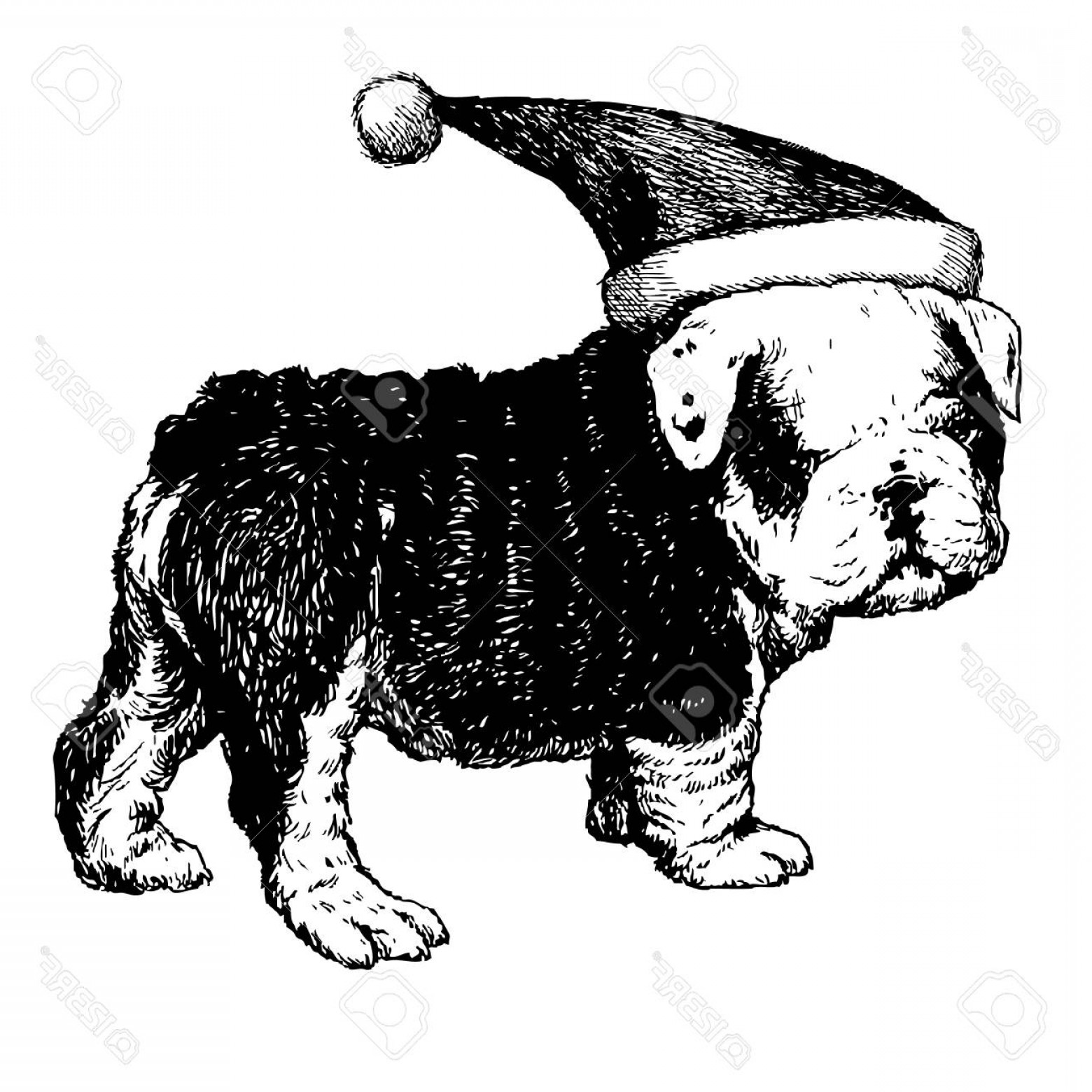 1560x1560 Photostock Vector Freehand Sketch Illustration Of Bulldog Dog With - Santa Hat Sketch