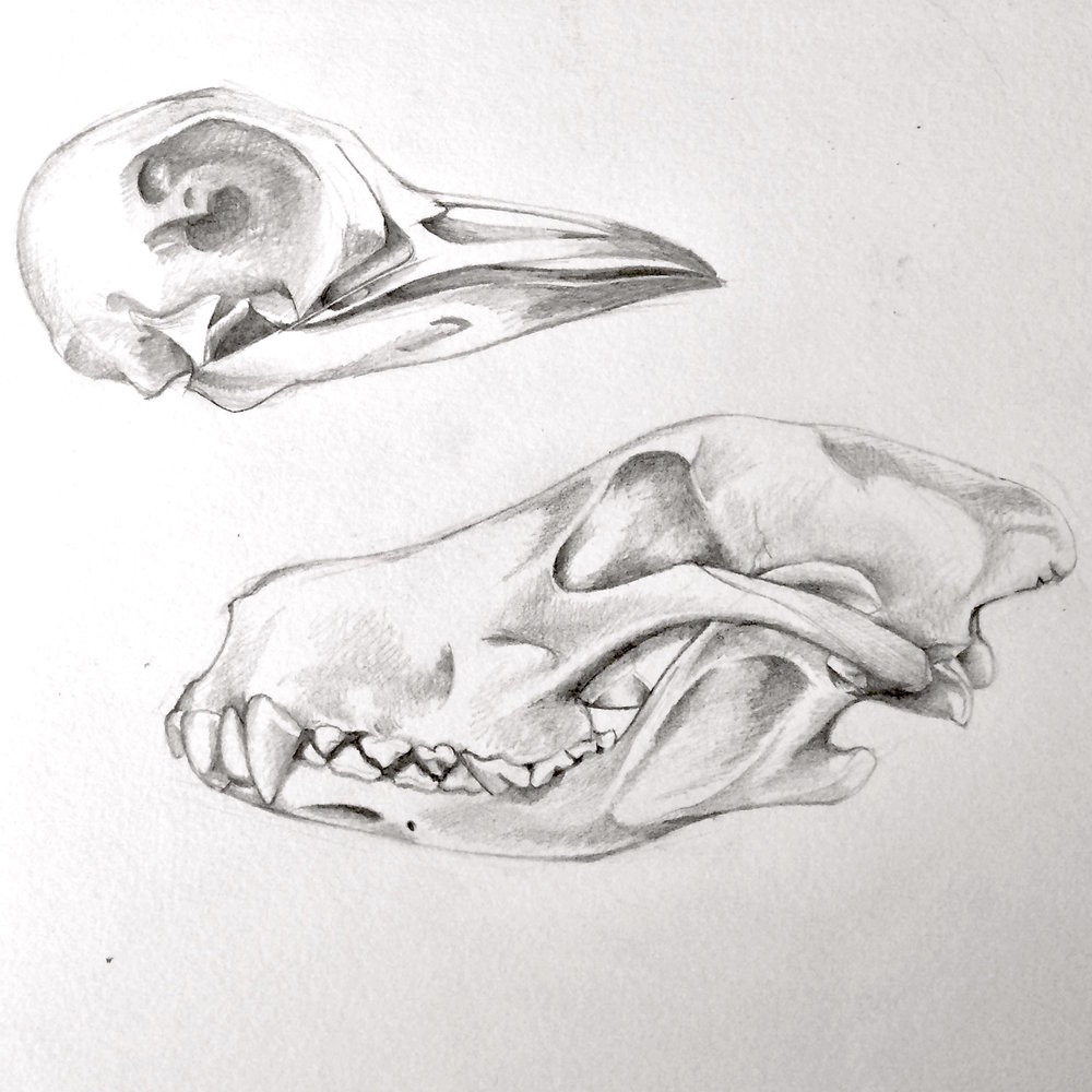 1000x1000 Skull Sketches Sarah Goldbart - Sarah Sketches
