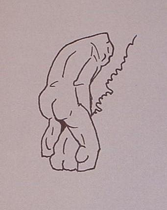 341x429 Cryptomundo Ely Sasquatch Sketches - Sasquatch Sketch