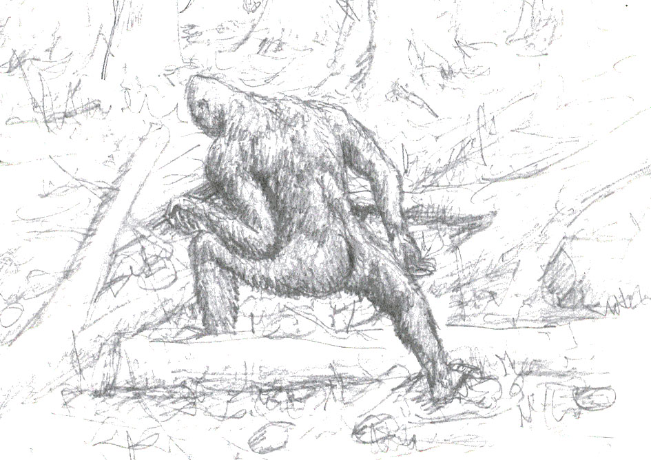 945x668 Eyewitness Drawing Gallery The Discovery Of The Sasquatch - Sasquatch Sketch
