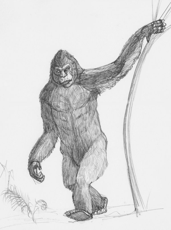 600x805 Sasquatch Sketch By Paintedkelpie - Sasquatch Sketch