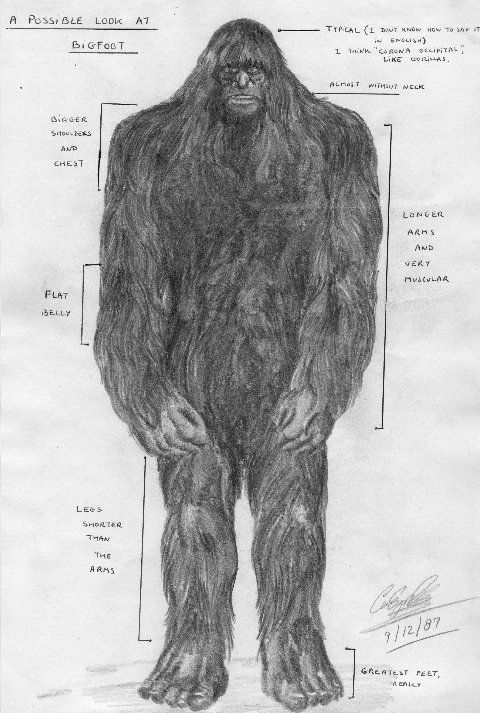 480x713 Bigfoot California Informant Sketch Of Bigfoot 1987.... Travel - Sasquatch Sketch