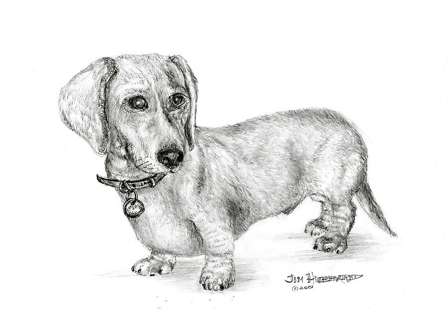 900x655 Dachshund Drawing By Jim Hubbard Jamnik Dachshund - Sausage Dog Sketch