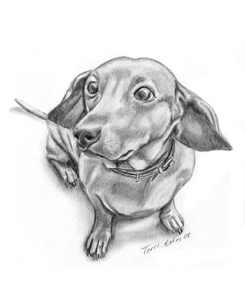 504x630 How To Draw Dachshund Step By Step Print Dog Dachshund Portrait - Sausage Dog Sketch