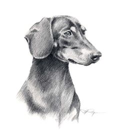 236x267 187 Best Images Animal Drawings, Dog Cat And - Sausage Dog Sketch