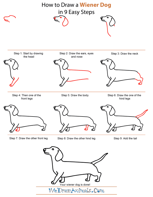 600x776 How To Draw A Wiener Dog - Sausage Dog Sketch