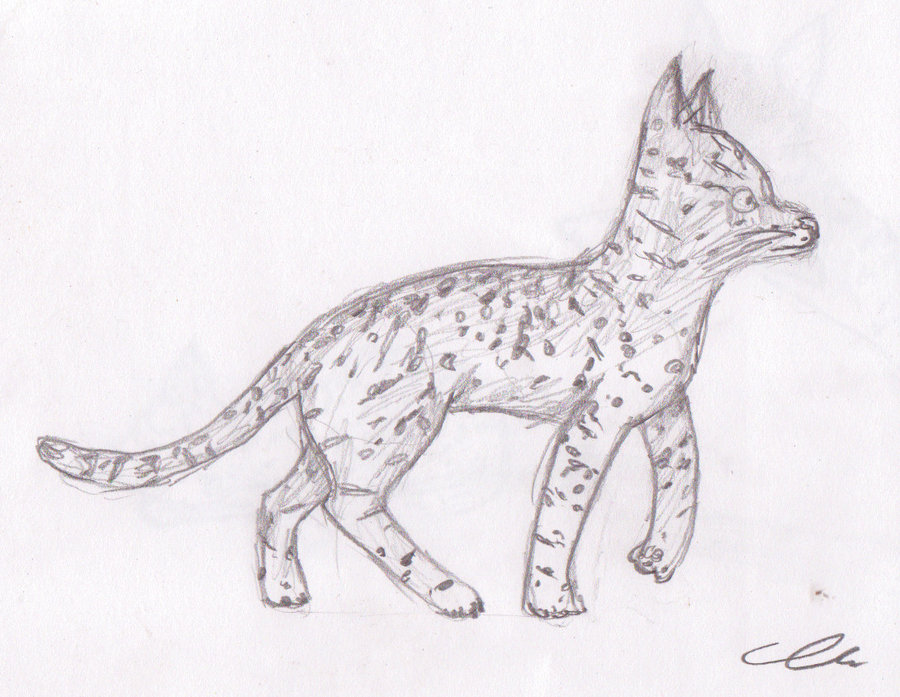 900x697 Savannah Sketch By Silverfrost46 - Savannah Sketch