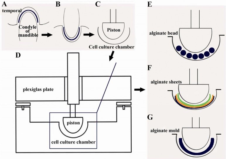 771x542 Study Design For Development Of Biomimetic Bioreactor And - Scaffolding Sketch
