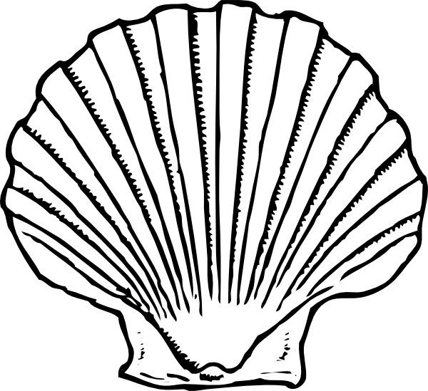 600x549 Drawing Shell Free Download On Mbtskoudsalg - Scallop Shell Sketch