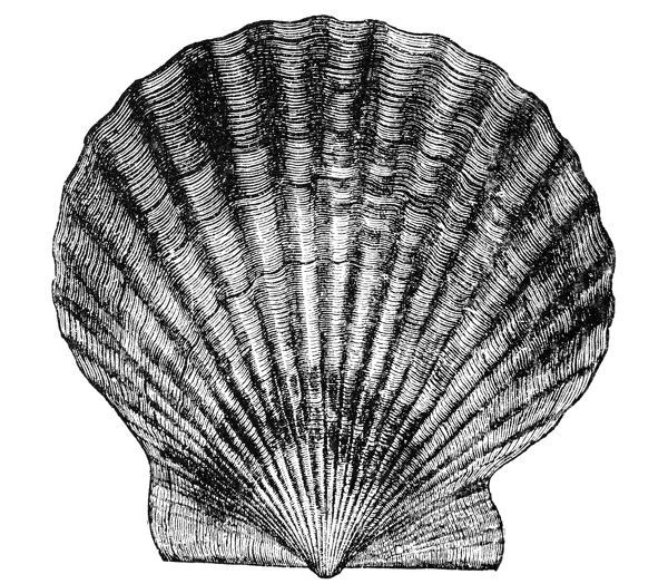600x524 Scallop Shell. Line Engraving, 19th Century - Scallop Shell Sketch