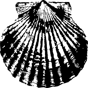 300x300 Scallop Shell Clip Art - Scallop Shell Sketch