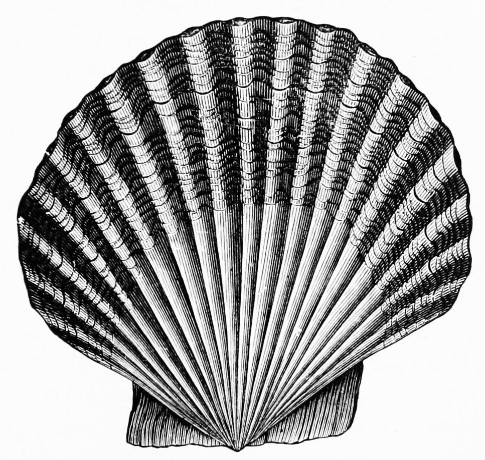 967x919 Scallop Shell Drawing - Scallop Shell Sketch
