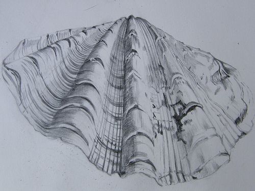 500x375 Scallop Shell Pencil Drawing As Art Printmaking - Scallop Shell Sketch