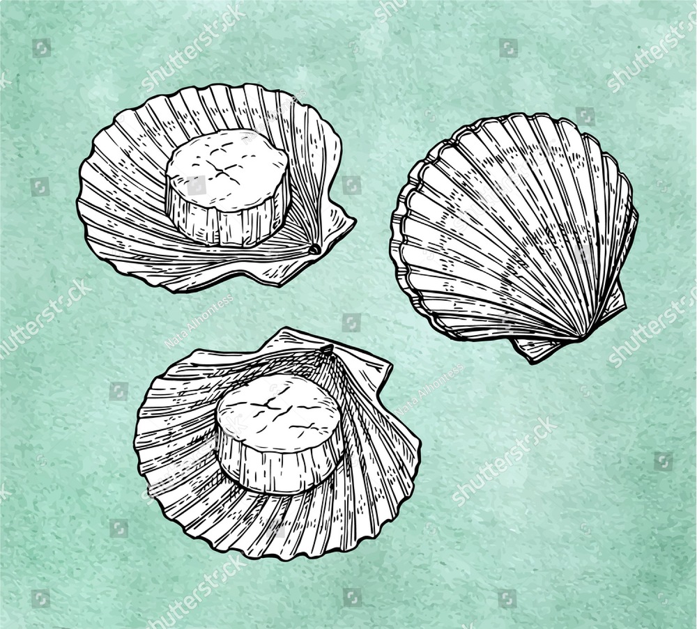 1000x903 Scallop Shell Sketches - Scallop Shell Sketch