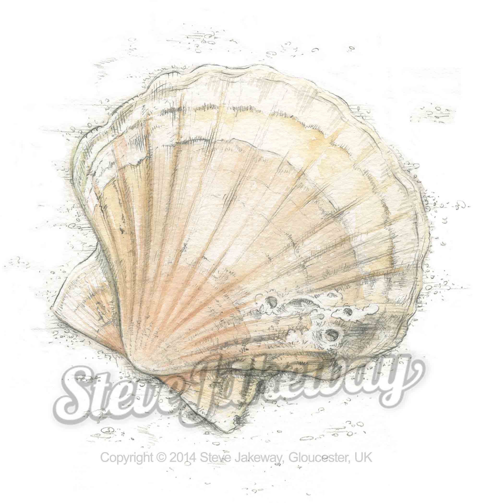 2000x2095 Scallop Shell Greeting Card Steve Jakeway - Scallop Shell Sketch