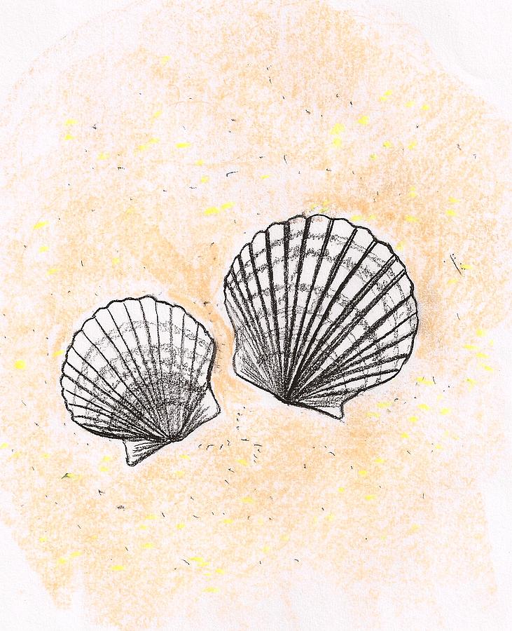 731x900 Scalloped Drawing By Mary Hurst - Scallop Shell Sketch