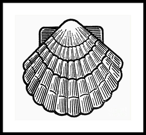 600x555 Symbol Scallop Shell Framed Print By Granger - Scallop Shell Sketch
