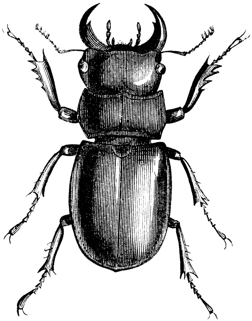 806x1024 Drawn Mosquito Scarab Beetle - Scarab Beetle Sketch