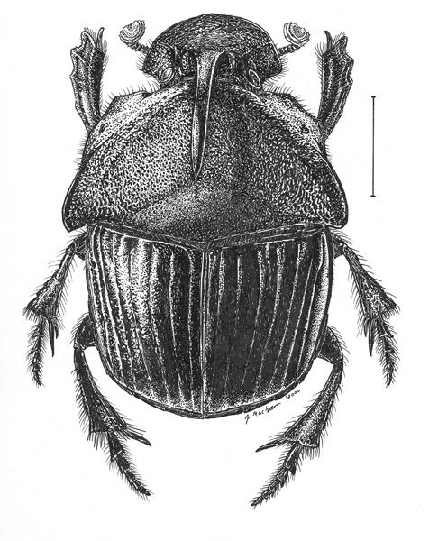 486x600 Dung Beetle Drawing Wildlifeunderfoot Insects - Scarab Beetle Sketch