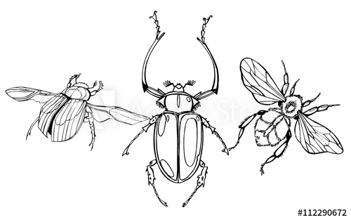 500x313 Hand Drawn Beetles Set. Black And White Insects For Design, Icons - Scarab Beetle Sketch