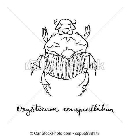450x470 Hand Drawn Painted Graphic Sketch Of Isolated Oxysternon - Scarab Beetle Sketch