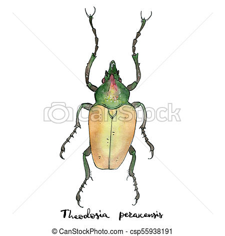 450x470 Hand Drawn Painted Watercolor Sketch Of Isolated Beetle Theodosia - Scarab Beetle Sketch