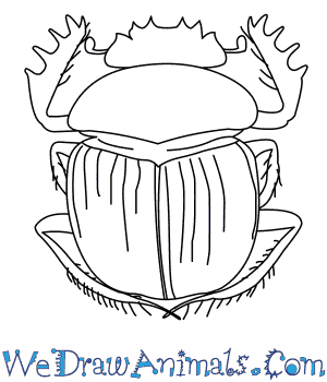 300x350 How To Draw A Dung Beetle - Scarab Beetle Sketch