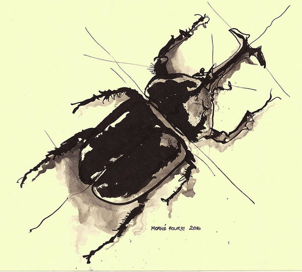 600x540 Scarab Beetle Poster By Morne Fourie - Scarab Beetle Sketch
