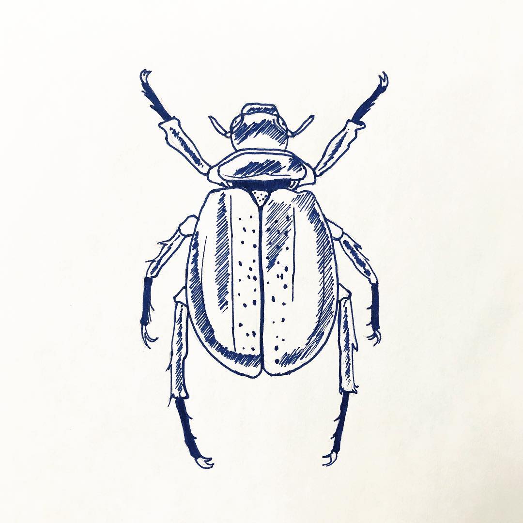 1080x1080 Scarab Pictures - Scarab Beetle Sketch