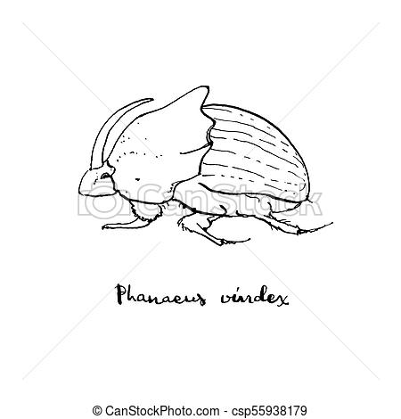 450x470 Hand Drawn Painted Graphic Sketch Of Isolated Beetle Phanaeus - Scarab Sketch