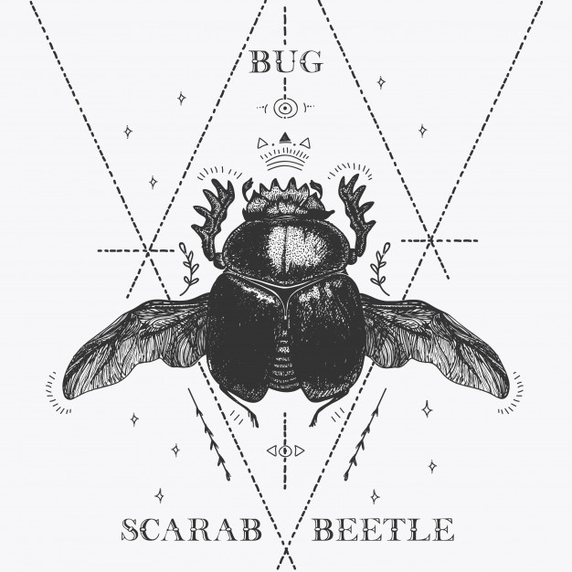 626x626 Magic Scarab Beetle Sketch Vector Premium Download - Scarab Sketch