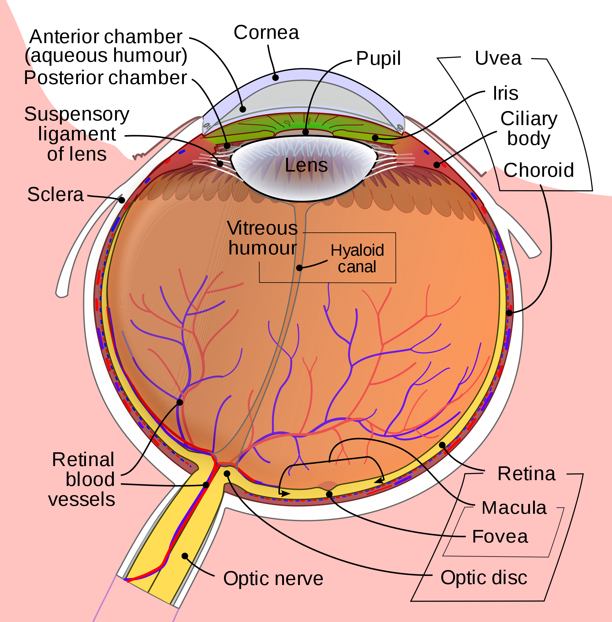 2000x2034 Fileschematic Diagram Of The Human Eye En.svg - Schematic Sketch