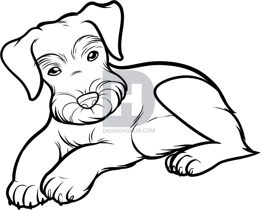 870x699 How To Draw A Schnauzer, Schnauzer, Step By Step, Drawing Guide - Schnauzer Sketch