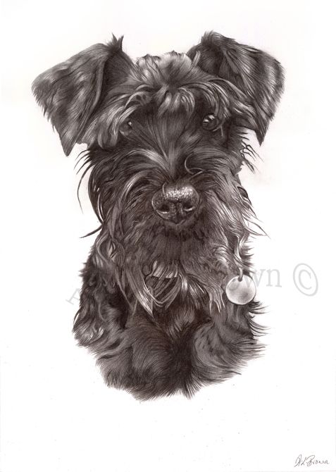 477x670 Izzy Schnauzer Drawing Schnauzer Art Schnauzer - Schnauzer Sketch
