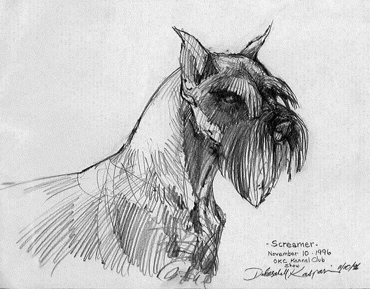 744x581 Justa Kennels Homepage 405 454 1078 - Schnauzer Sketch