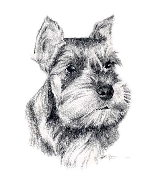 570x650 Miniature Schnauzer Dog Pencil Drawing Art Print By Artist Dj Etsy - Schnauzer Sketch