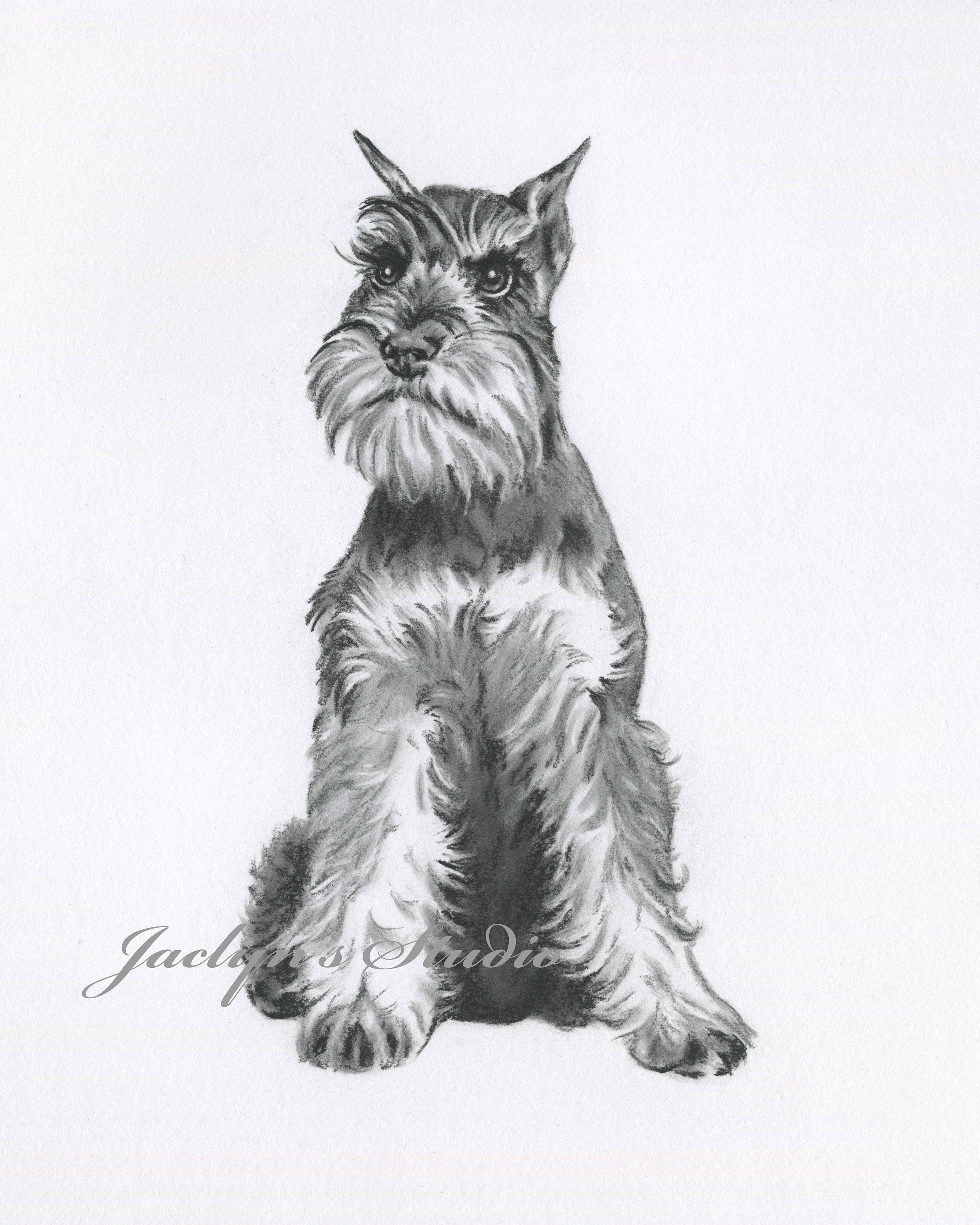 Schnauzer Sketch at Explore collection of