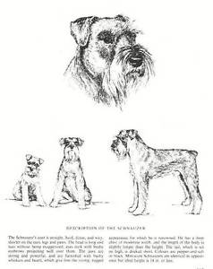 238x300 Schnauzer Sketch - Schnauzer Sketch