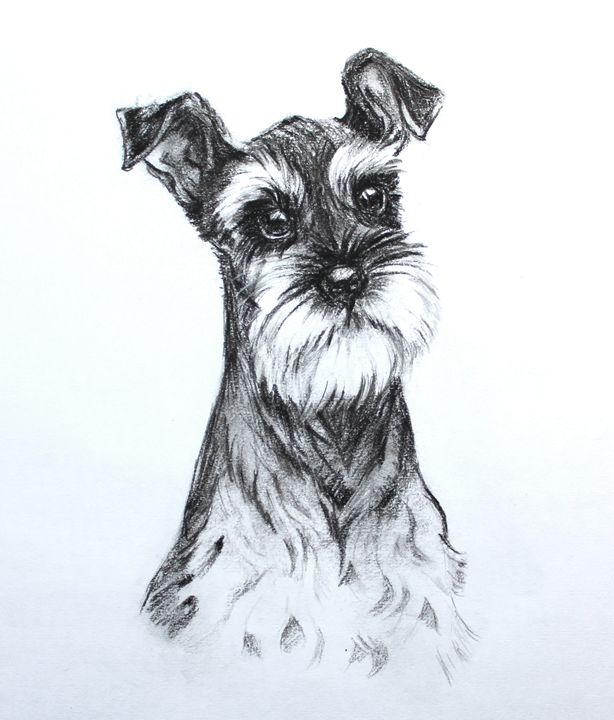 614x720 Schnauzer Sketch - Schnauzer Sketch
