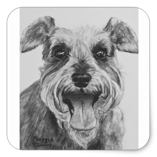 540x540 Schnauzer Sketch Artwork Square Sticker - Schnauzer Sketch
