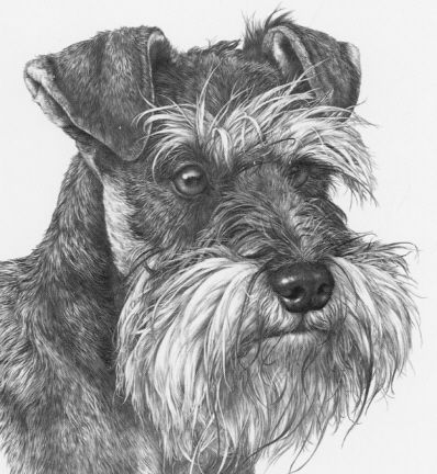 398x432 Schnauzer Pencil Sketch. Art Schnauzer, Drawings - Schnauzer Sketch