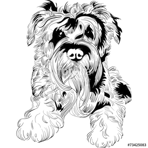 500x500 Vector Sketch Dog Schnauzer Breed Hand Drawing Vector Stock Image - Schnauzer Sketch