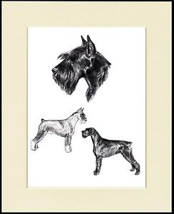 244x300 Giant Schnauzer Lovely Dog Sketch Print Mounted Ready To Frame Ebay - Schnauzer Sketch