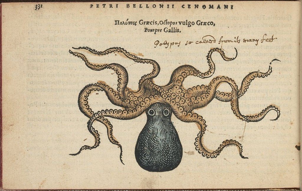 1024x649 Science Art Octopos Vulgo Graeco, By Pierre Belon (Petri Bellonii - Scientific Sketches