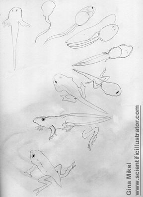 288x396 Tadpoles, Pencil Sketches - Scientific Sketches